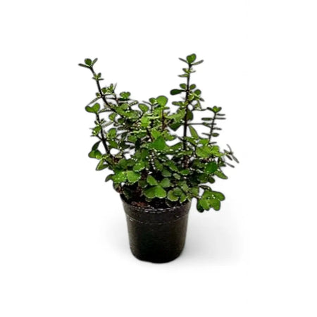 Portulacaria Afra Spekboom (14cm)