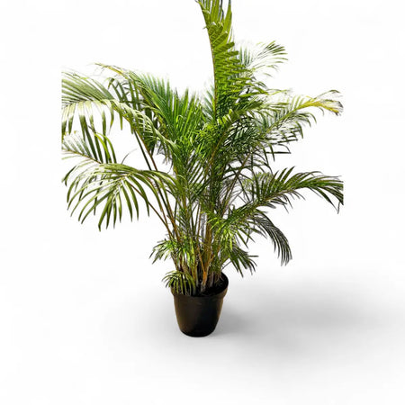 Areca Bamboo Palm - 1.2m from pot (35cm)