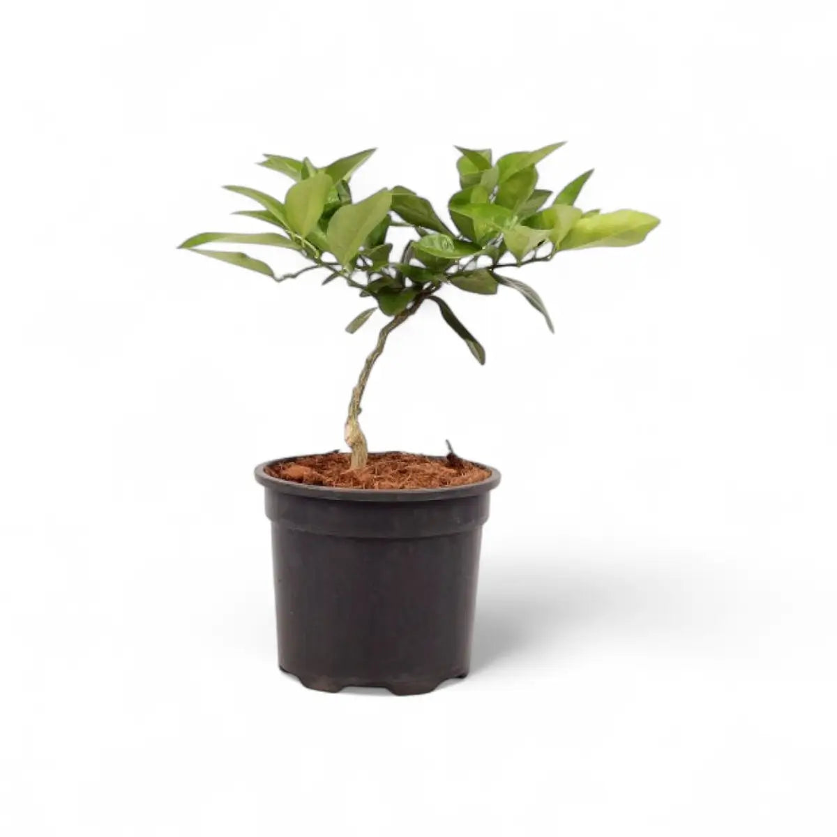 Citrus Dwarf Mini Me - Irea Lemon (16.5cm)