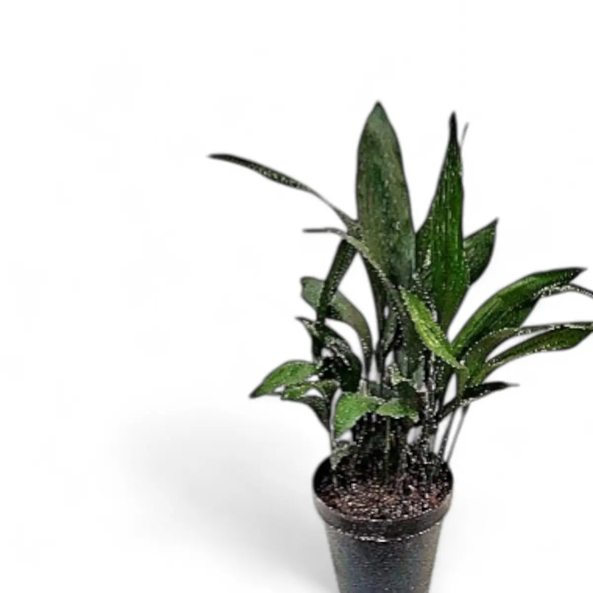 Aspidistra Elatior Cast Iron Plant (30cm)