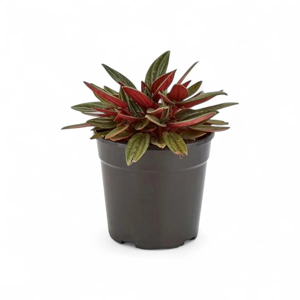 Peperomia Zorro (12cm)
