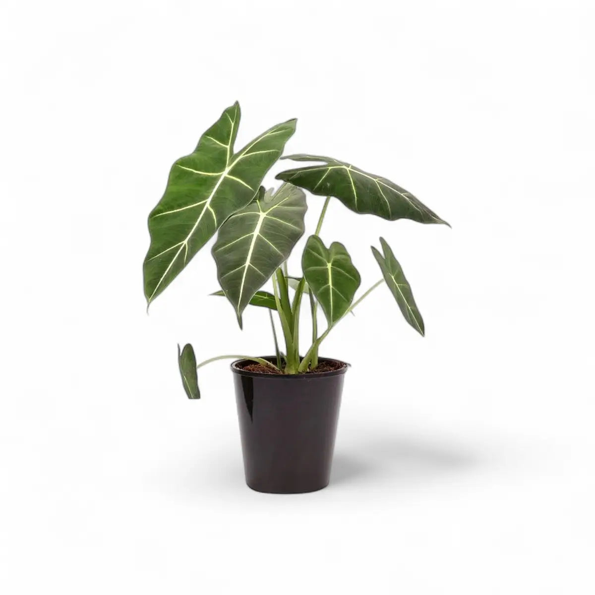 Alocasia Frydek Green Velvet (14cm)