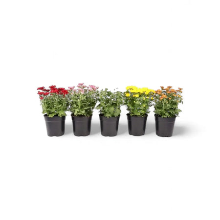 Chrysanthemum Swifty (12cm)