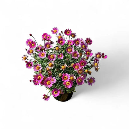 Argyranthemum Mixed Daisy (15cm)