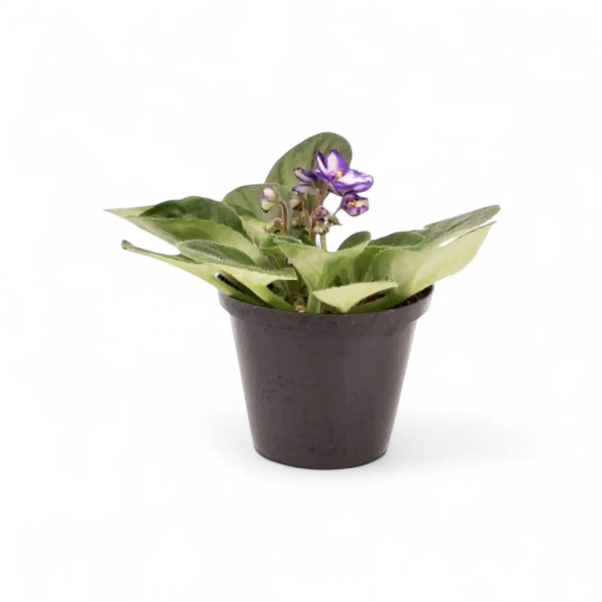 Saintpaulia African Violet (10cm)