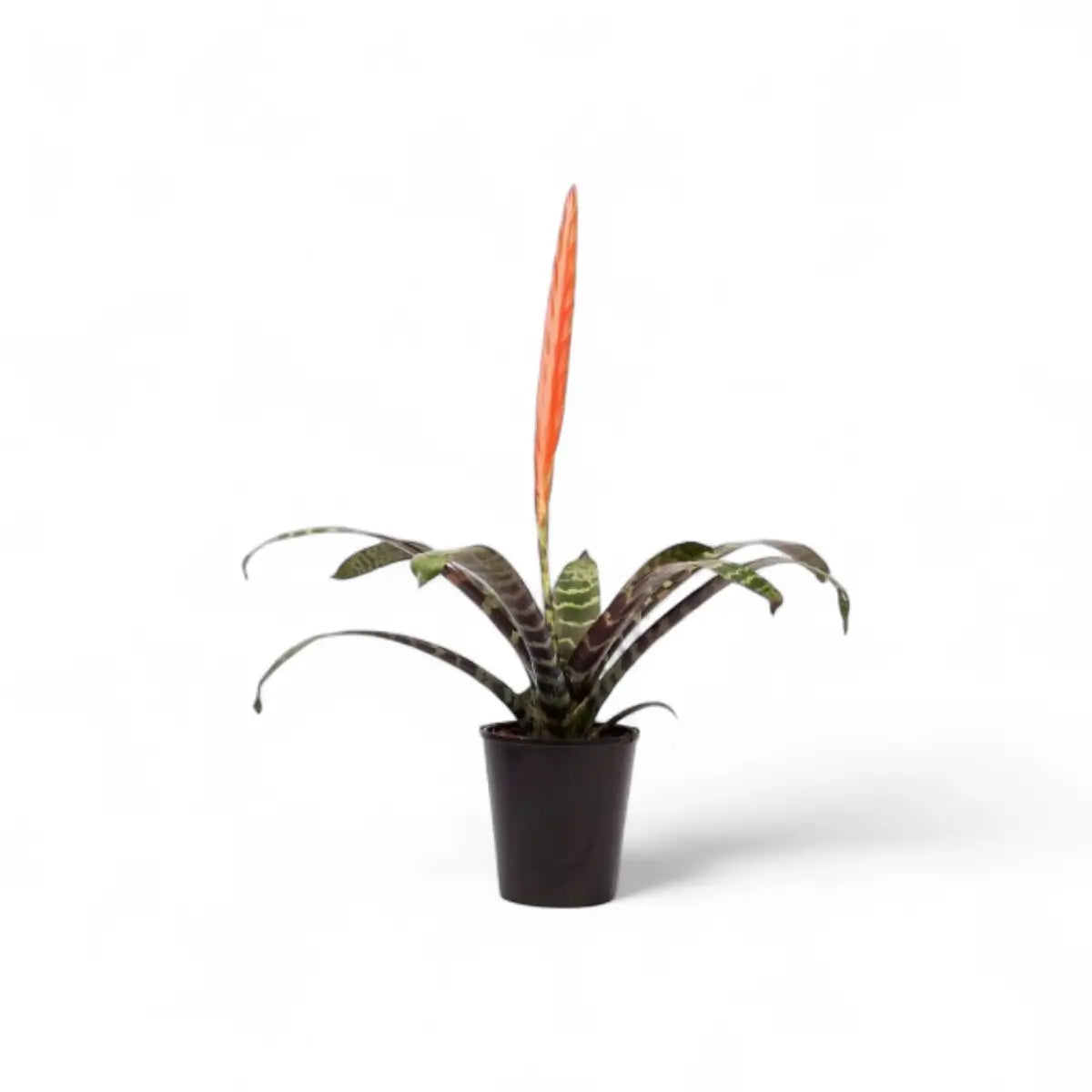 Vriesea Splenriet Flaming Sword Bromeliad (14cm)