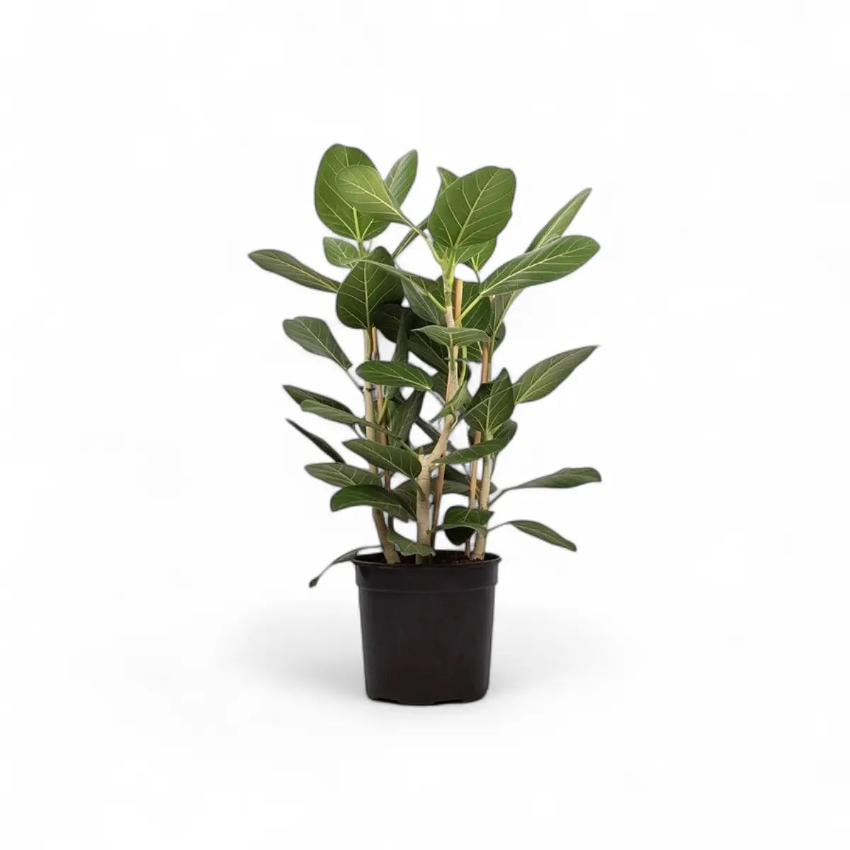 Ficus Audrey - 3 Plants (24cm)