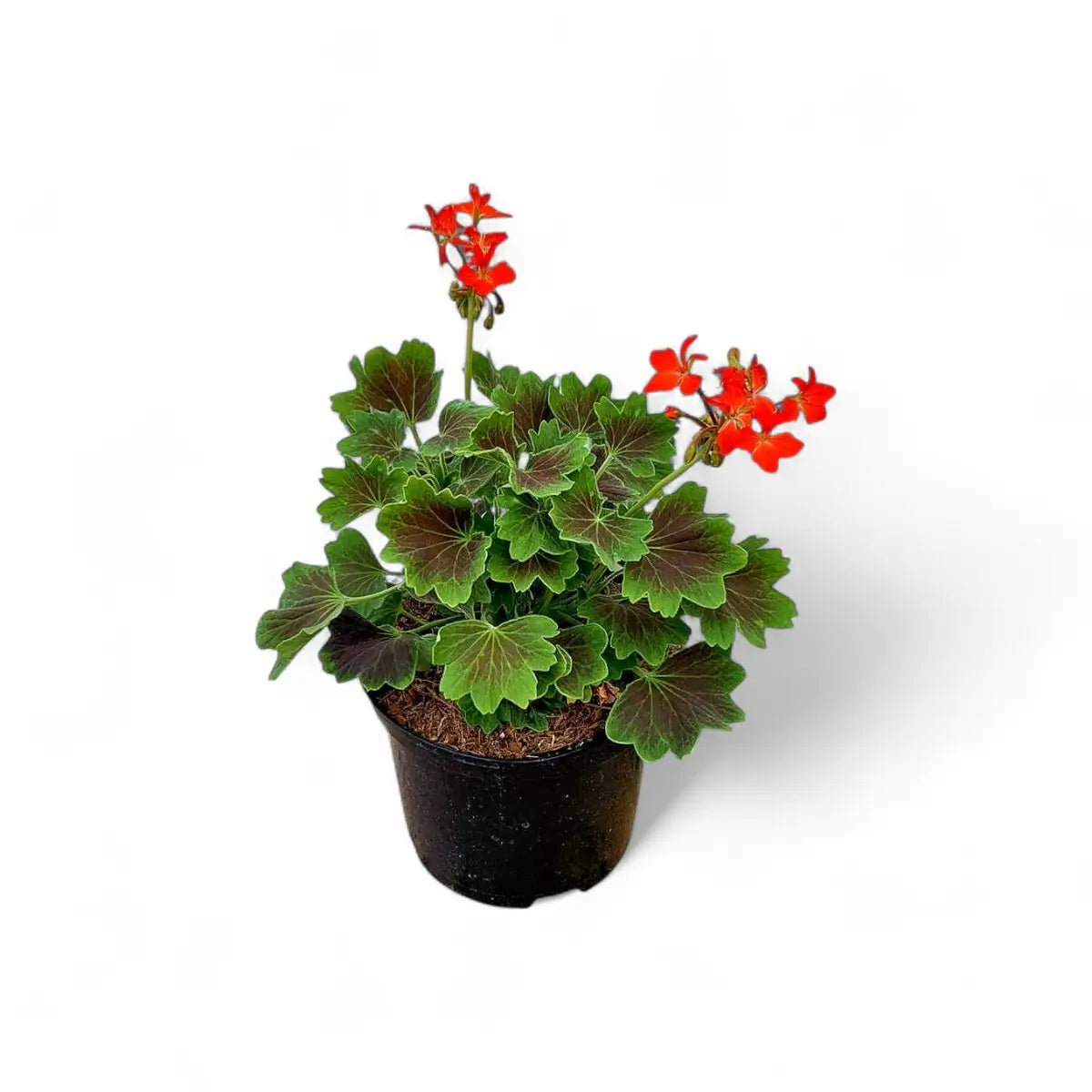 Pelargonium Geranium Assorted (17cm)