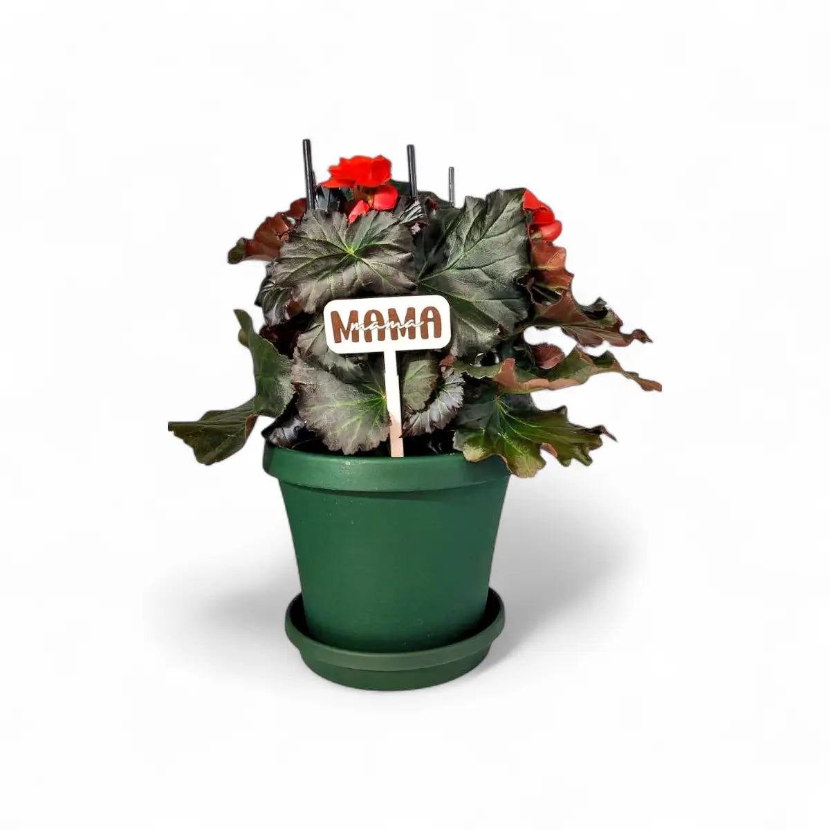 Begonia Elatior in Premium Pot & Saucer (14cm)