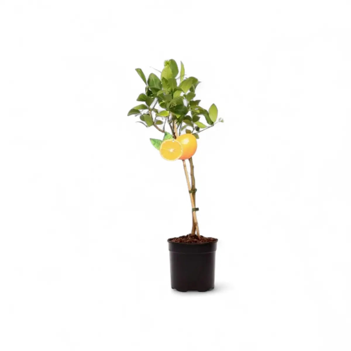 Citrus Meyer Lemon Tree (19cm)