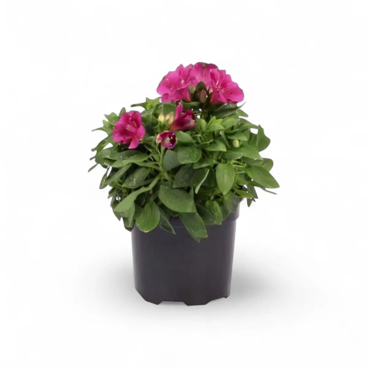 Alstroemeria Peruvian Lily (16.5cm)
