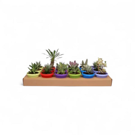Assorted Succulents (7.5cm) - Sold Individually