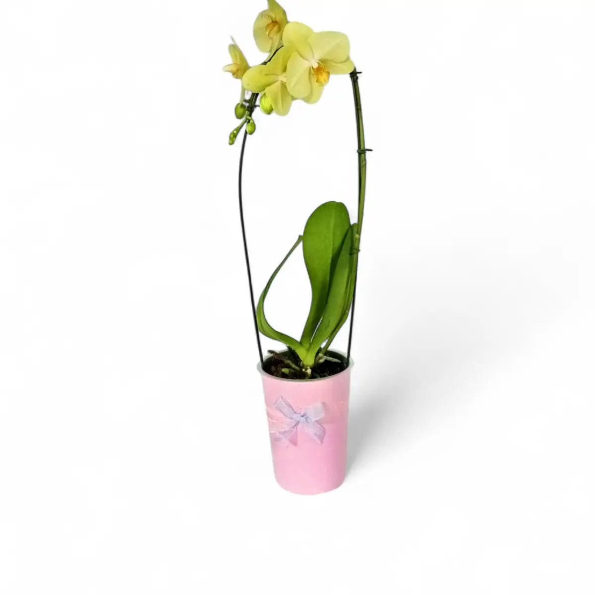 Phalaenopsis Cascade Orchid in Over Pot (12cm)