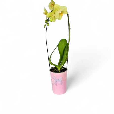 Phalaenopsis Cascade Orchid in Over Pot (12cm)