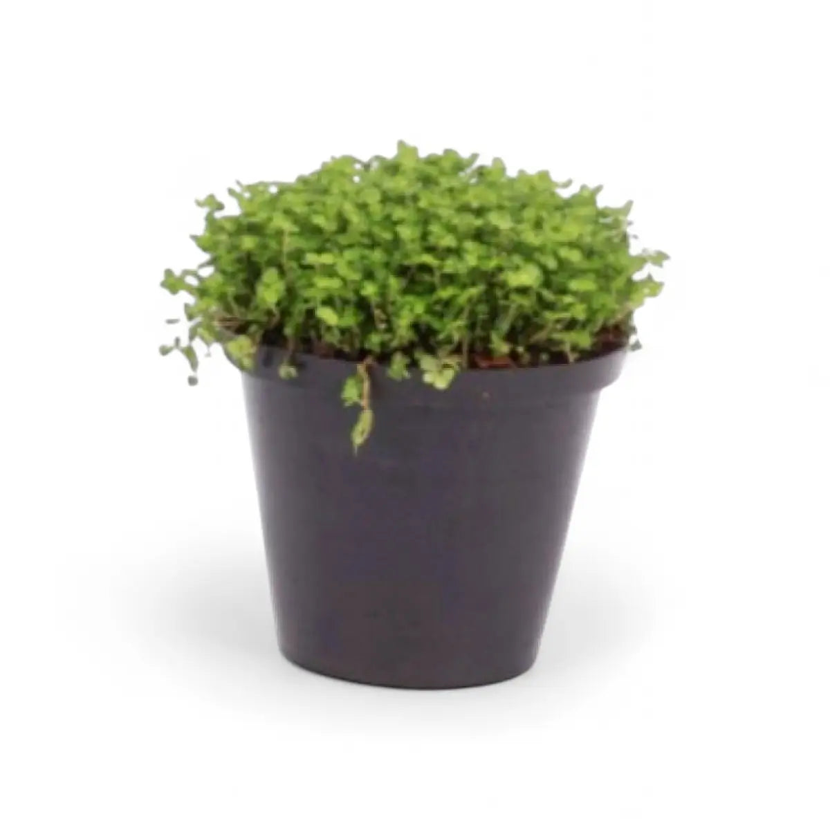 Soleirolii Peace in the Home (10cm)