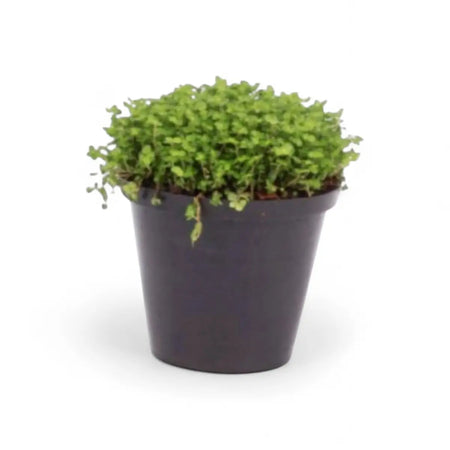 Soleirolii Peace in the Home (10cm)