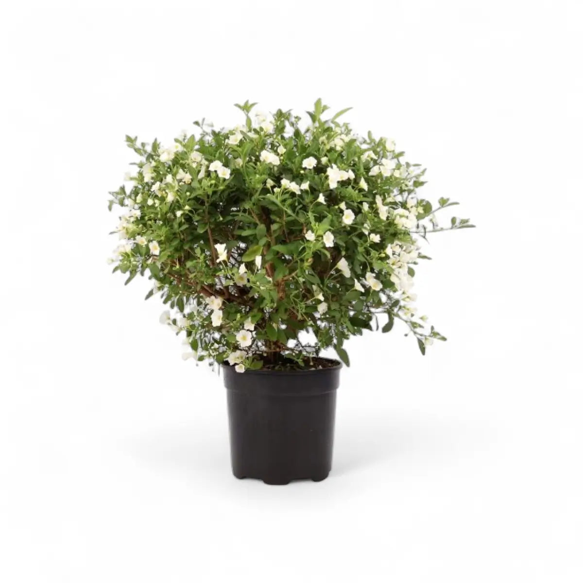 Solanum Bush (19cm)