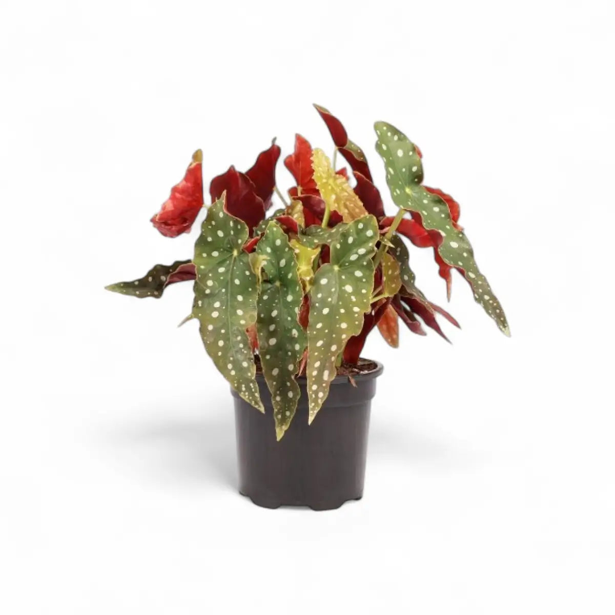 Begonia Maculata Polka Dot (16.5cm)