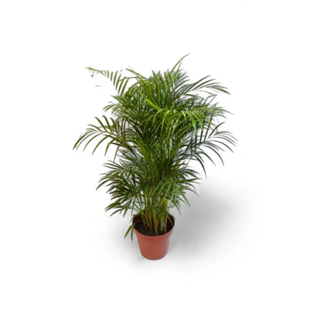 Areca Bamboo Palm / Dypsis (19cm)
