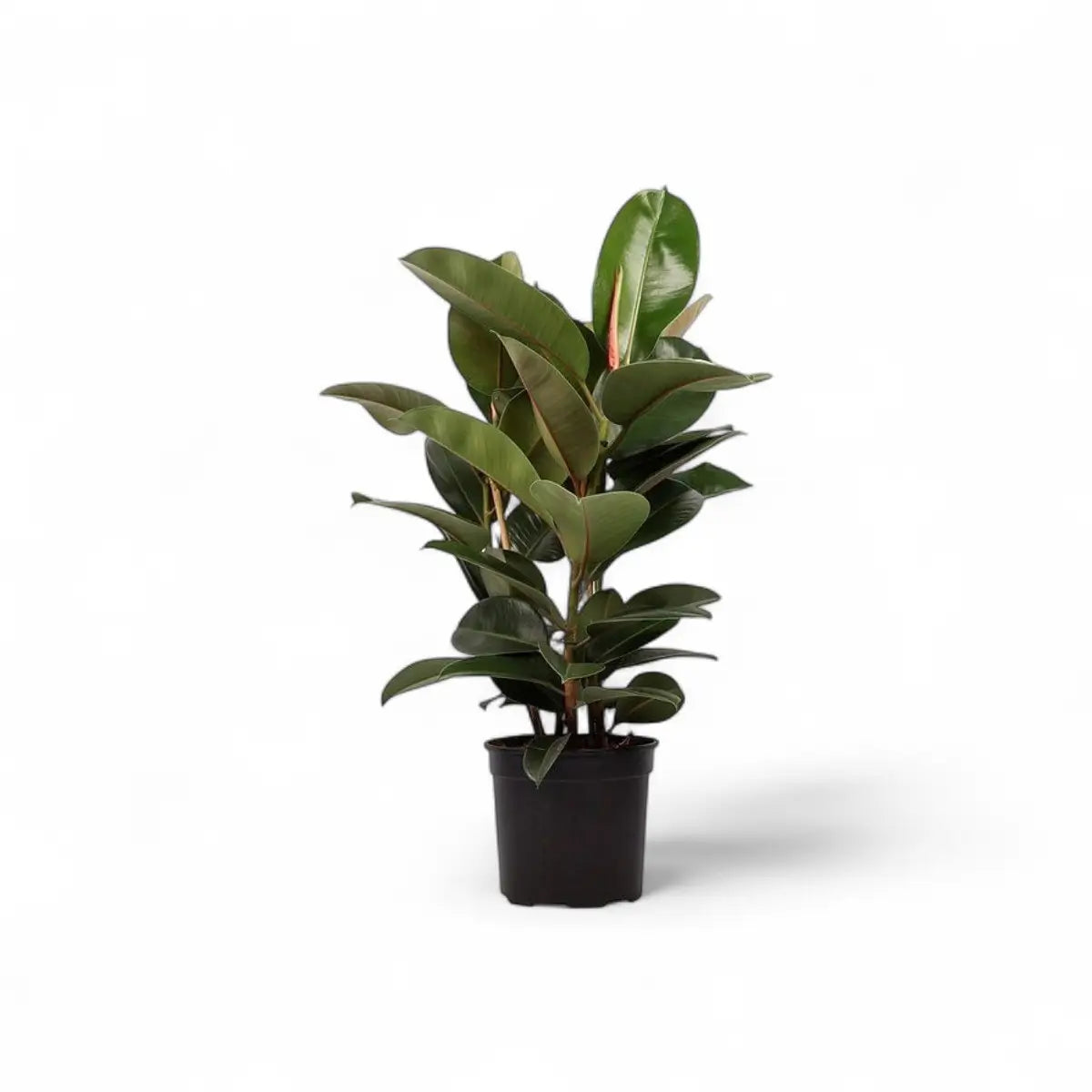 Ficus Elastica Robusta - 3 Plants (24cm)
