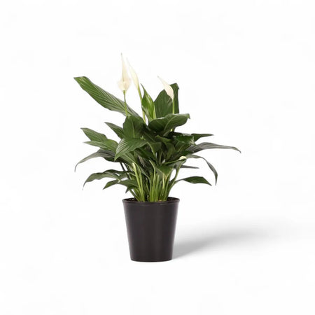 Spathiphyllum Peace Lily (14cm)