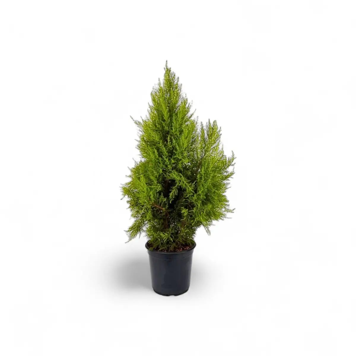Cupressus Goldcrest Wilma (24cm)