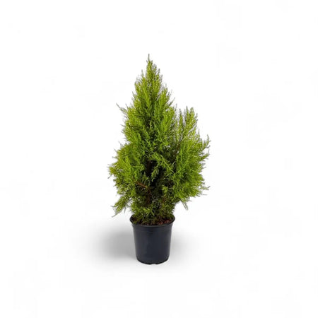 Cupressus Goldcrest Wilma (24cm)