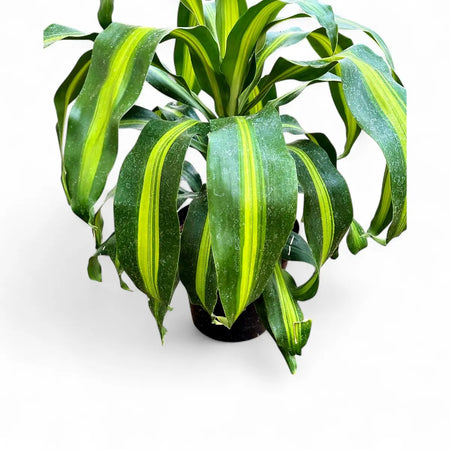 Dracaena Compacta (15cm)