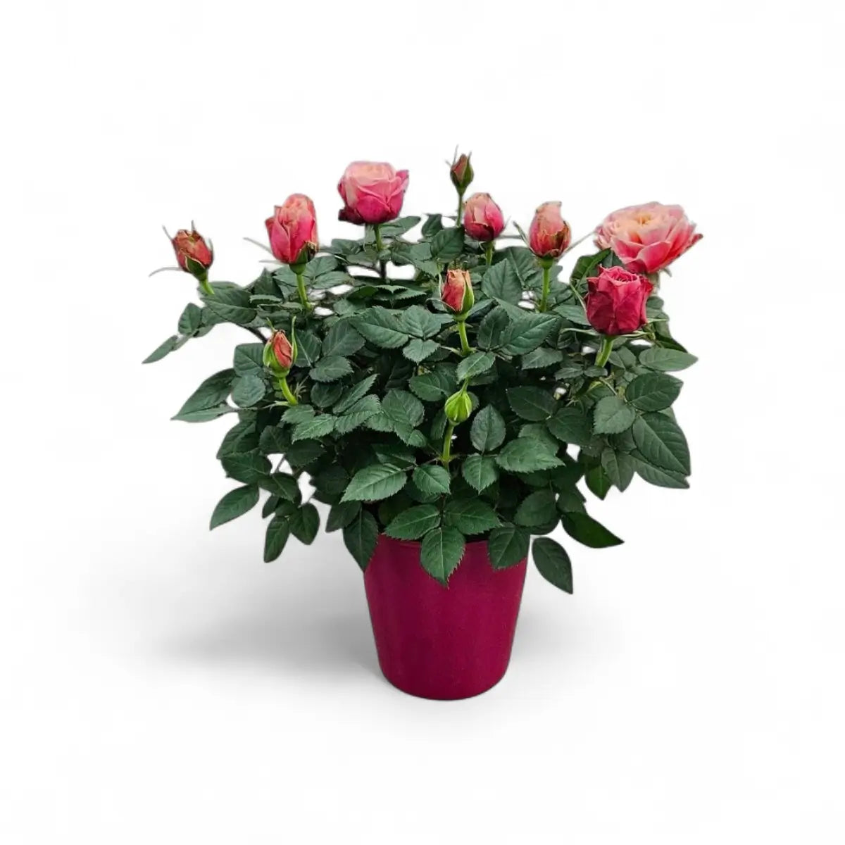 Rose Bush (14cm)
