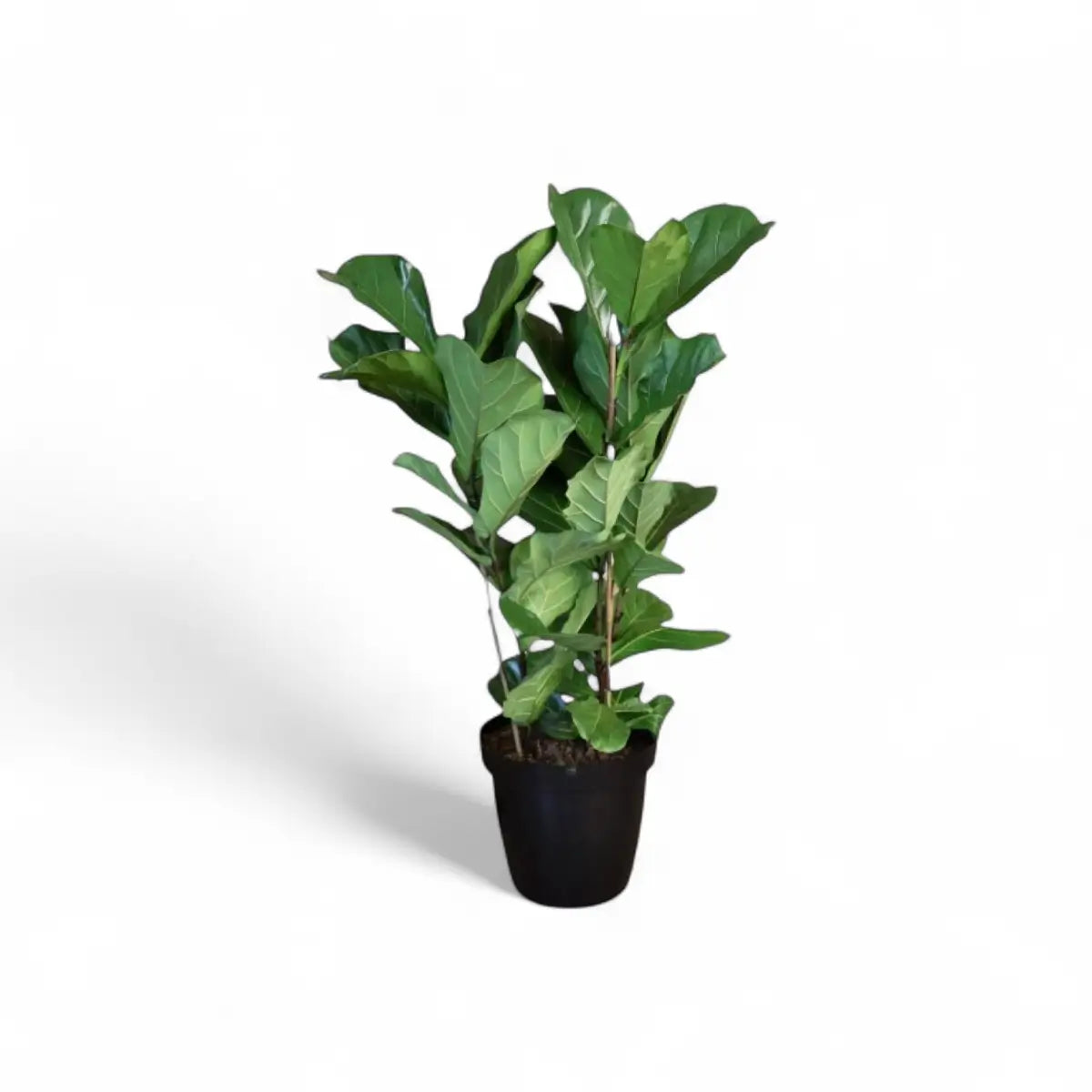 Ficus Lyrata Fiddle Leaf Fig - 3 Plants (35cm)