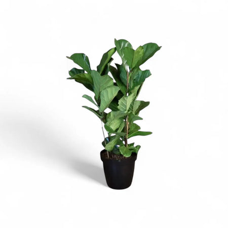 Ficus Lyrata Fiddle Leaf Fig - 3 Plants (35cm)