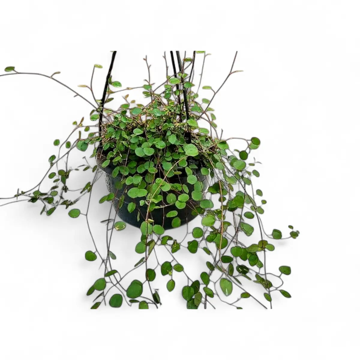 Muehlenbeckia Wire Vine in Hanging Basket (16cm)