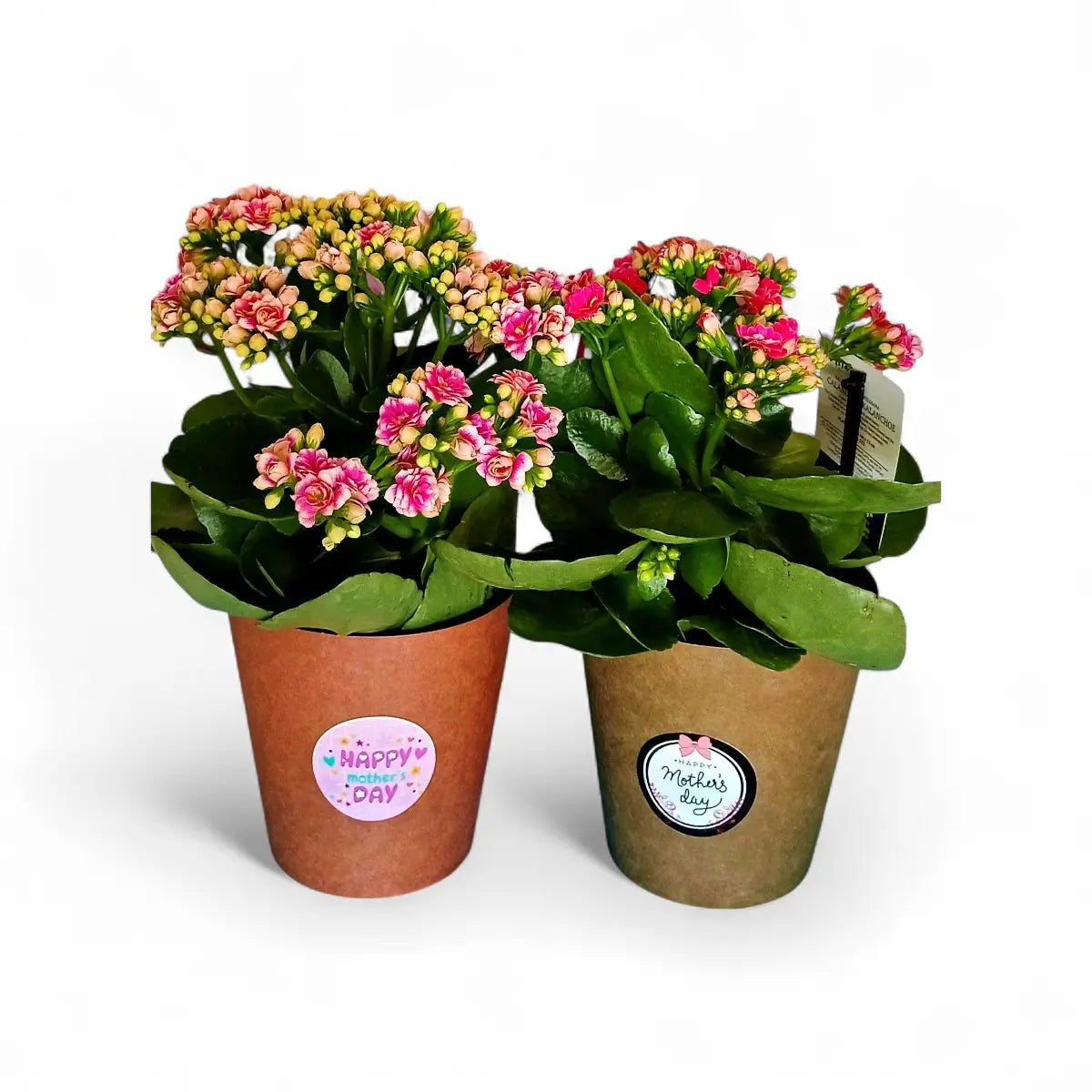 Calandiva in Pot Cover (12cm)