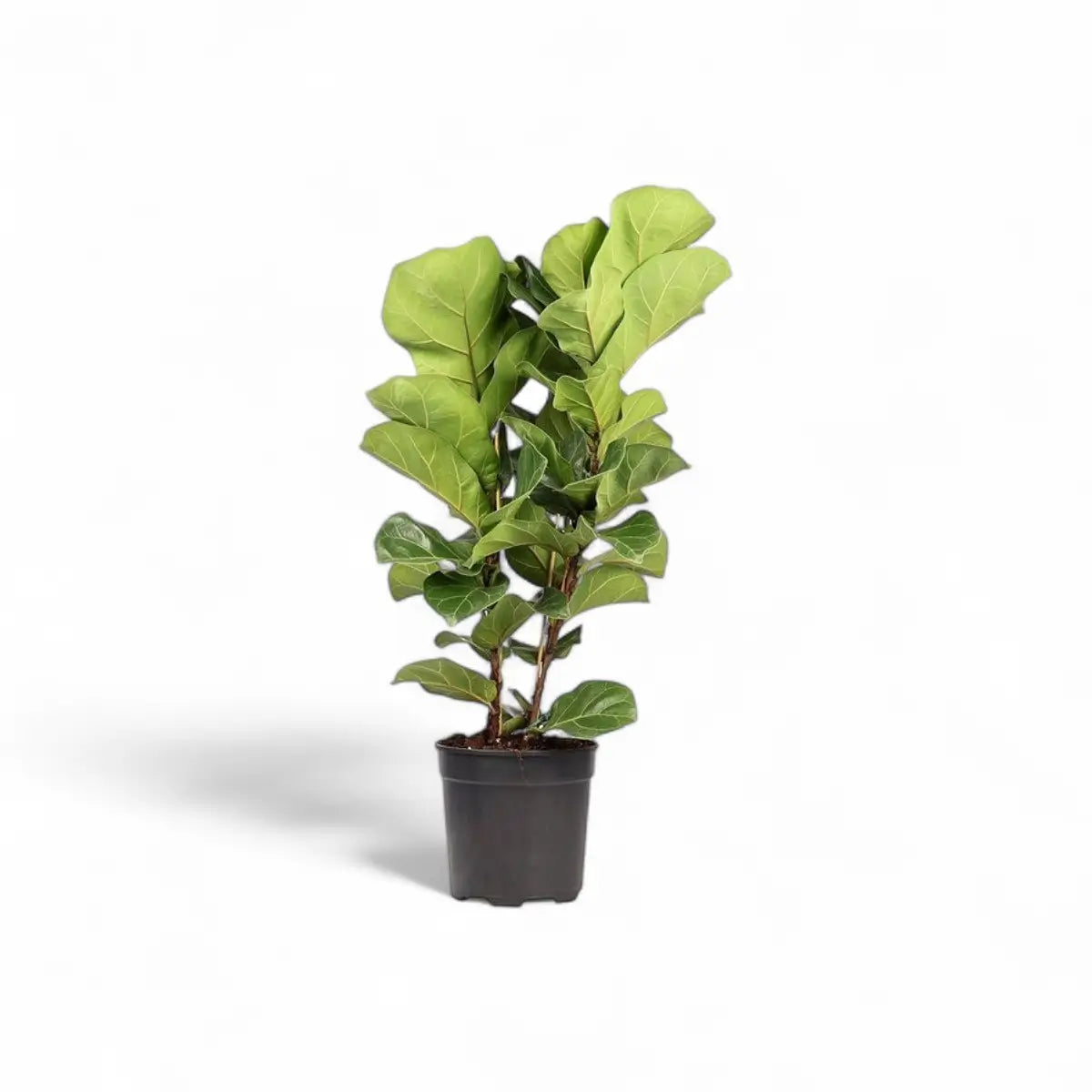 Ficus Lyrata Bambino - 3 Plants (19cm)