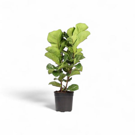 Ficus Lyrata Bambino - 3 Plants (19cm)