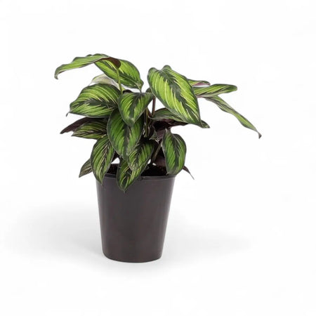 Calathea Beauty Star (14cm)