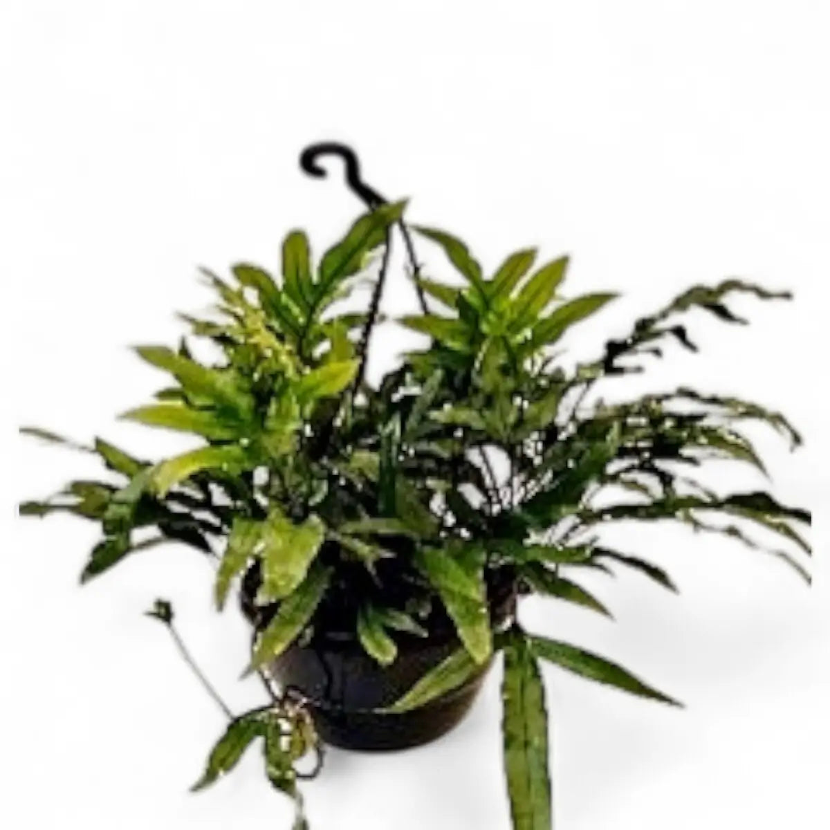 Microsorum Kangaroo Fern in Hanging Basket (20cm)