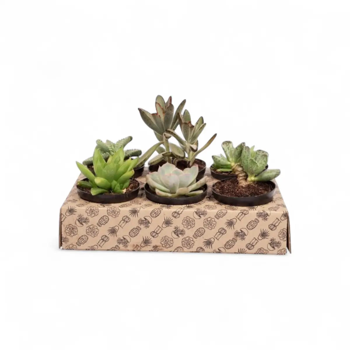 Assorted Succulent (7.5cm) - Sold Individually