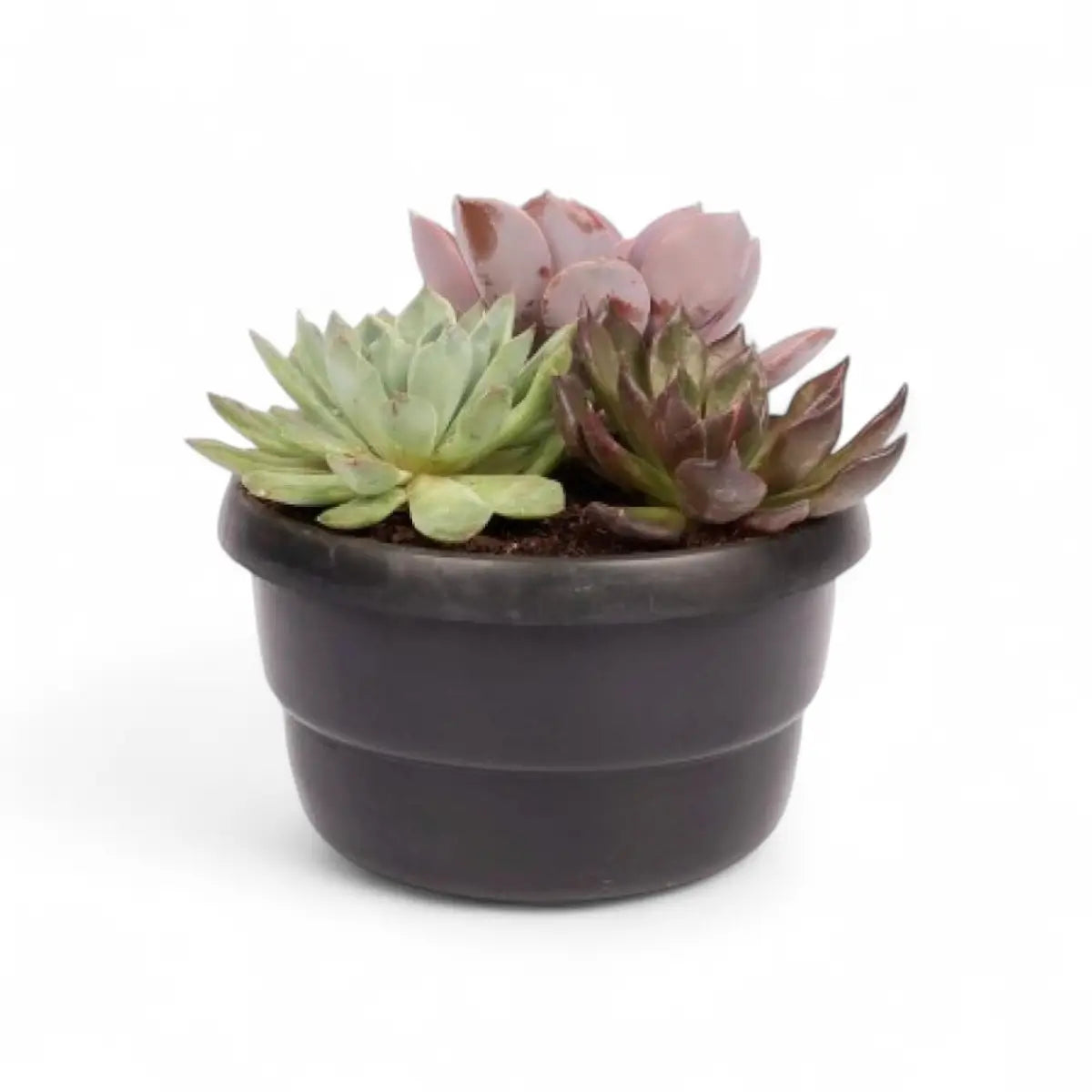 Echeveria Trio Bowl (16cm)