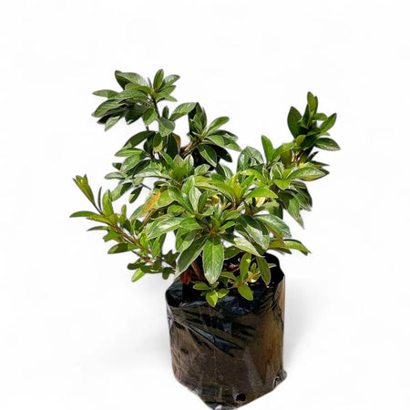 Azalea Magenta (17cm)