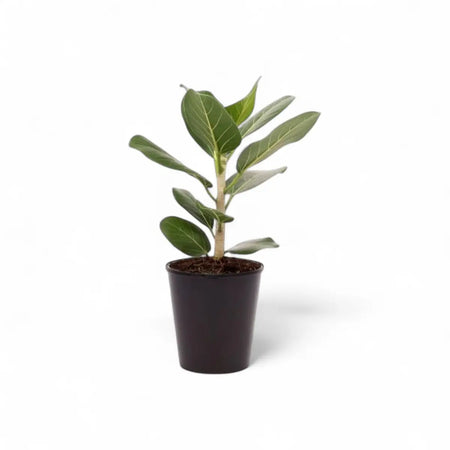 Phalaenopsis Cascade Orchid - 1 Stem (12cm)
