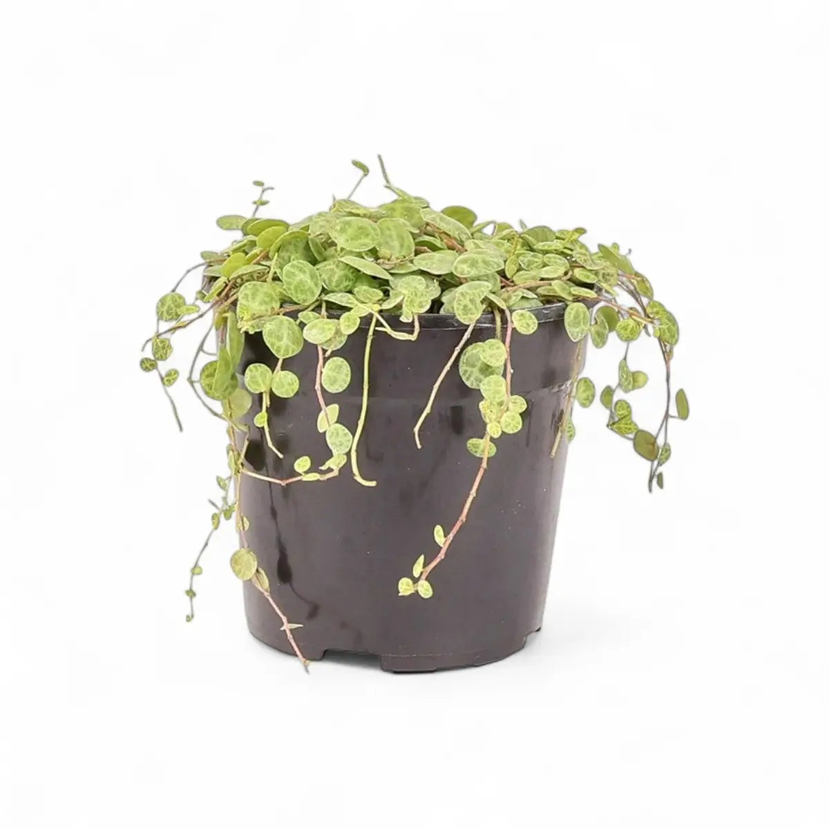 Peperomia Prostrata String of Turtles (12cm)