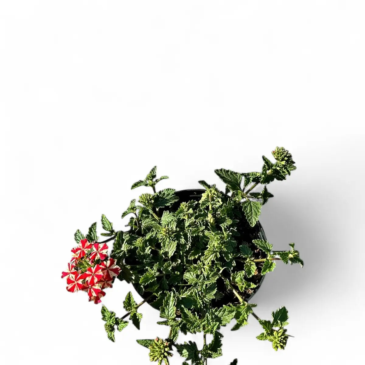 Verbena Superbena Coral Star (15cm)