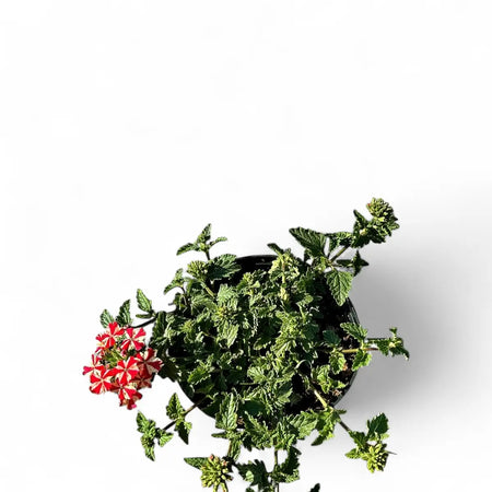 Verbena Superbena Coral Star (15cm)
