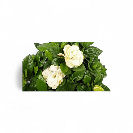 Gardenia Bush with Info Card - 5 Plants (14cm)