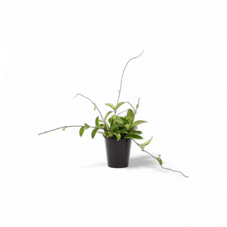 Hoya Carnosa Green (14cm)