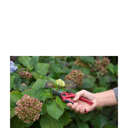 Carbon steel straight pruner