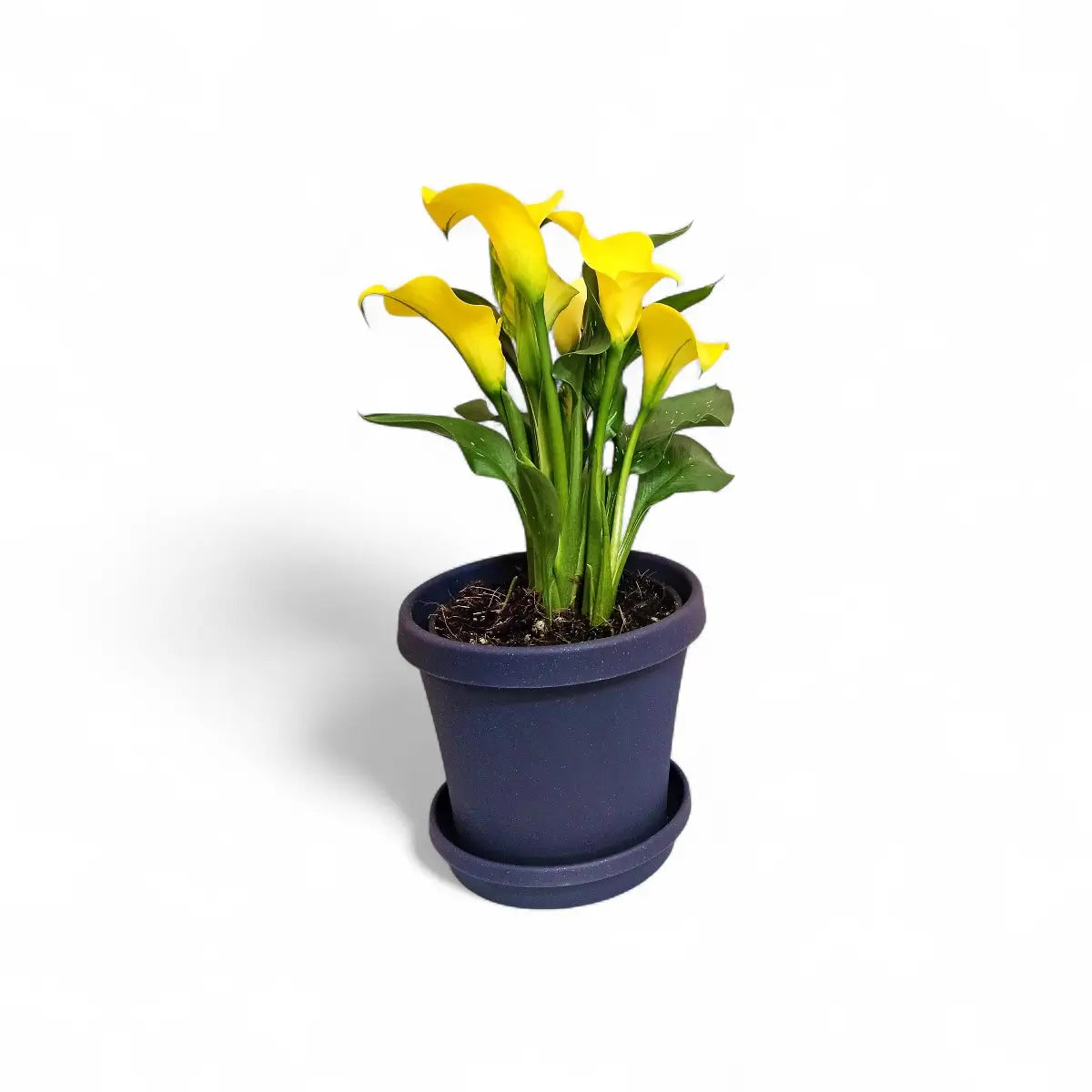 Zantedeschia Calla Lily in Premium Pot & Saucer (14cm)