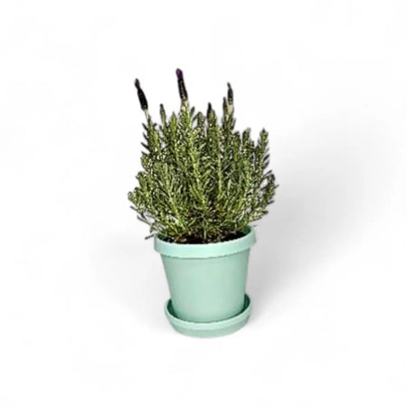 Blue Magic Lavender in Premium Pot & Saucer (14cm)