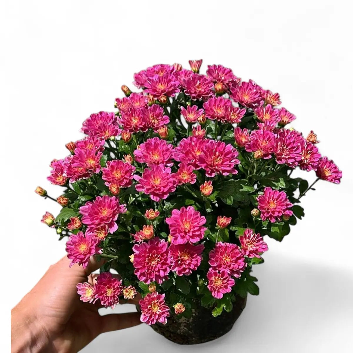 Chrysanthemum Garden Mum (17cm)